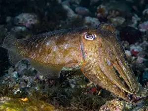 Cephalopod Prints: A cuttlefish underwater in the sea (Sepia officinalis)