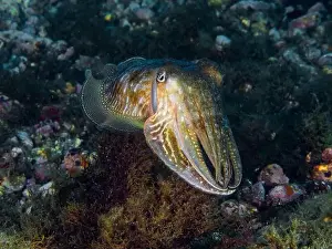 Cephalopod Prints: A cuttlefish underwater in the sea (Sepia officinalis)