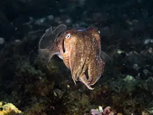 Cephalopod Prints: A cuttlefish underwater in the sea (Sepia officinalis)