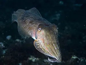 Cephalopod Prints: A cuttlefish underwater in the sea (Sepia officinalis)