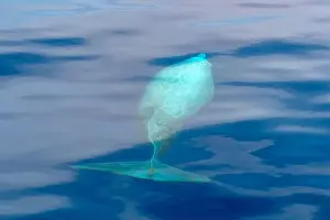 Cetacean Prints: a Cuvier Beaked Whale underwater near sea surface while breathing