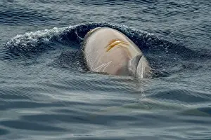 Cetacean Prints: A Cuvier's beaked whale Damaged by propeller impact collision