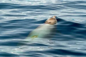 Cetacean Prints: A Cuvier's beaked whale Damaged by propeller impact collision