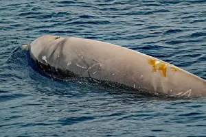 Cetacean Prints: A Cuvier's beaked whale Damaged by propeller impact collision