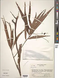 Plant Identification Prints: Cybianthus pakaraimae Pipoly Cybianthus pakaraimae Pipoly