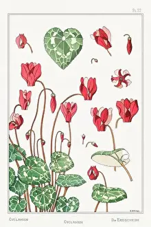Thistle Prints: Cyclamen. Botanical art illustrated by Maurice Pillard Verneuil (1896)