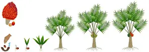 Seedling Prints: Cycle of growth of a oil palm tree on a white background