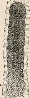 Booksubjectanatomy Prints: The cyclopædia of anatomy and physiology