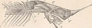 Booksubjectanatomy Prints: The cyclopædia of anatomy and physiology