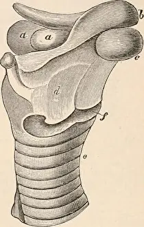 The cyclopædia of anatomy and physiology