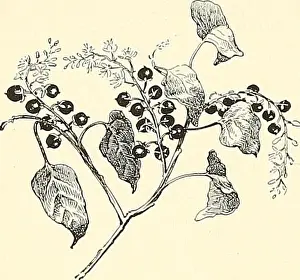 Bookauthor Prints: Cyclopedia of American horticulture