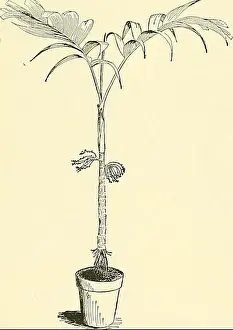 Bookauthor Prints: Cyclopedia of American horticulture