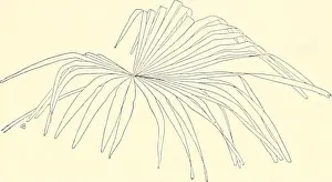 Bookauthor Prints: Cyclopedia of American horticulture