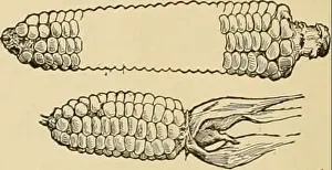 Cyclopedia of farm crops. Farm produce; Agriculture
