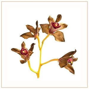 Flowers Collection: Cymbidium orchid flowers fading