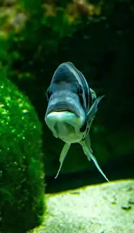 Malawi Prints: Cyphotilapia frontosa, also called the front cichlid and frontosa cichlid