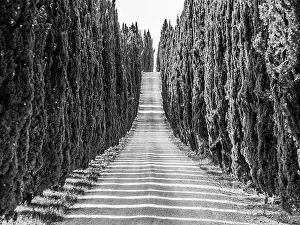 Tuscan Prints: Cypress alley with rural country road, Tuscany, Italy. Black and white image