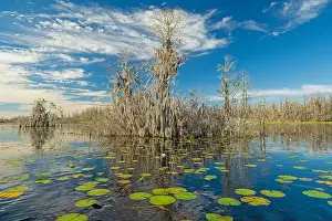 Ecotravel Prints: Cypress and Spanish Moss on a Island in the Swamp in the Okefenokee National Wildlife Refuge in Georgia