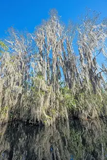 Ecotravel Prints: Cypress and Spanish Moss on a Wetland Shore in the Okefenokeee National Wildlife Refuge in Georgia