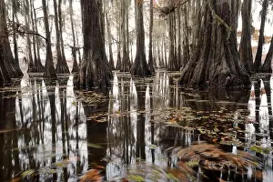 Early Morning Prints: Cypress trees and fall color on Caddo Lake