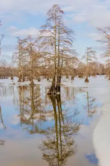 Cypress Tree Prints: Cypress trees in winter, Horseshoe Lake State Fish and Wildlife Area