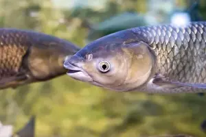 Fresh Water Prints: Cyprinus rubrofuscus, the Amur carp in Amur river in Russia