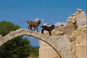 Goat Prints: Cyprus, Karpas peninsula, abandoned church of St Elouse near Dipkarpaz