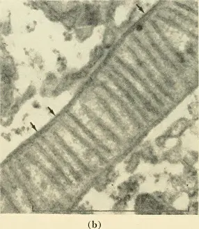 Bookcollectionbiodiversity Prints: Cytology. Cytology. â Â« (a). Figure 3-3