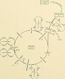 Pathways Prints: Cytology. Cytology. rather detailed picture of how this respiratory function is carried out