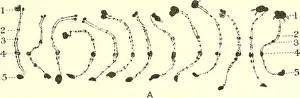 Nucleus Prints: Cytology, with special reference to the metazoan nucleus