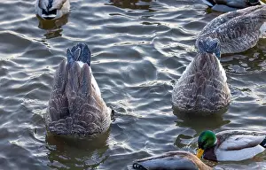 Wild Duck Prints: Dabbling Canada geeze