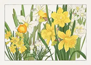 Creative Commons Prints: Daffodil flower. Asian art. Japanese flower woodblock art by Tanigami Kônan