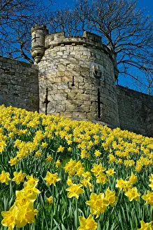 Long Prints: Daffodils in bloom by the City Walls at Lord Mayors Walk