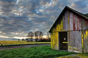 Peace Prints: Daffodils blooming on a Skagit Valley farm