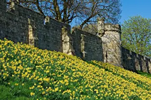 Battlements Prints: Daffodils in spring along the City Walls Lord Mayors Walk York North Yorkshire England UK United Kingdom GB Great