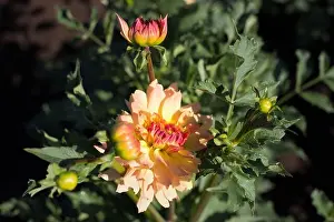 Dahlia Prints: Dahlia Linna at Swan Island Dahlias in Canby, Oregon, USA