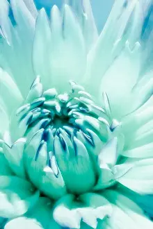Dahlia Prints: dahlia, surrealistic macro flower portrait of a single isolated turquoise bloom on a sunny day in summer or spring
