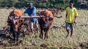 Madagascar Prints: Daily-life in the Antsirabe countryside