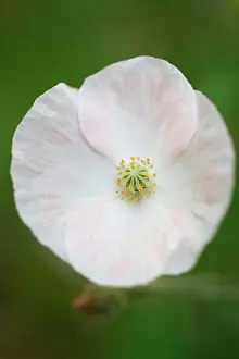 Sensitive Prints: dainty white wild poppy a sweet summer flower Jane Ann Butler Photography JABP1070