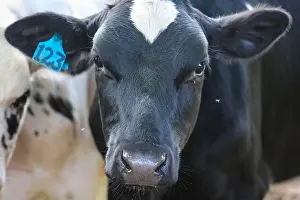 Calf Prints: Dairy cows in a paddock, Victoria, Australia