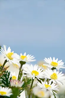 Space For Copy Prints: daisies