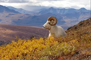 Ungulate Prints: dall sheep Ovis dalli ram resting on a hillside during fall colors Mount Margaret Denali National Park interior Alaska