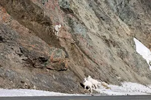 Hoof Prints: Dall sheep next to the Richardson Highway on a sunny spring day in Alaska