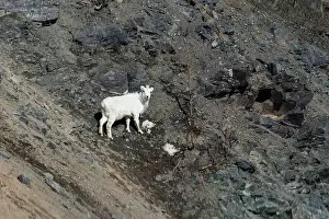 Hoof Prints: Dall sheep on the side of a rocky mountain on a sunny spring day in Alaska