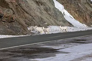 Hoof Prints: Dall sheep running off the Richardson Highway on a sunny spring day in Alaska
