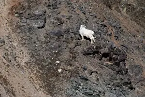 Hoof Prints: Dall sheep standing on rocks on the side of a mountain looking to the side on a sunny spring day in Alaska