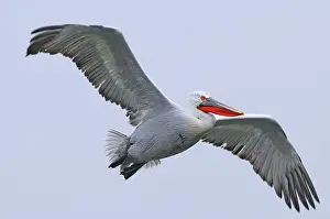 Dalmatian Pelican (Pelecanus crispus) adult in breeding plumage, in flight, Lake Kerkini, Greece