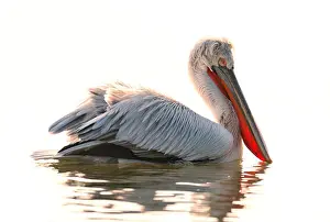 Cites Prints: Dalmatian Pelican Pelecanus crispus Greece