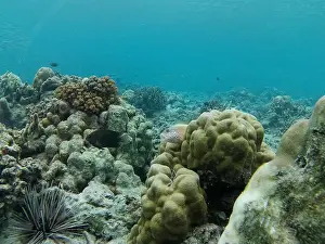 Pomacentridae Prints: A damselfish and freckled hawkfish swim around a coral reef on the seabed