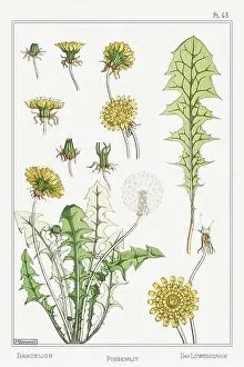 Thistle Prints: Dandelion. Botanical art illustrated by Maurice Pillard Verneuil (1896)